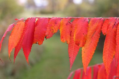 Fall Flags