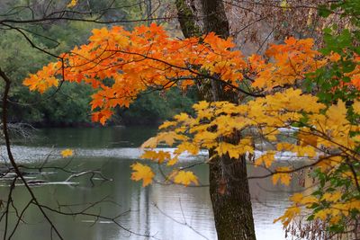 Color Along the Creek