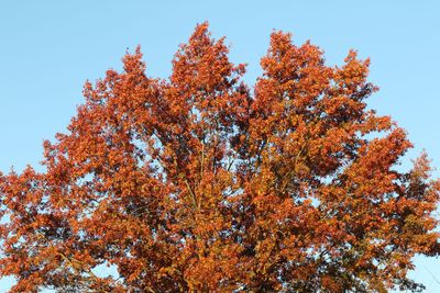 Fall Crown