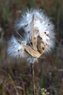 Waiting for the Wind