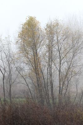 Obscured by Snow