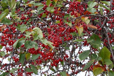 Fall Berries