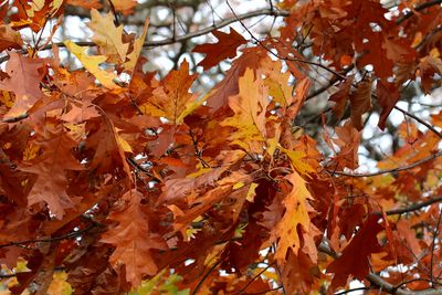 Orange Oak