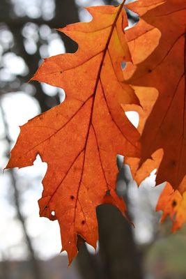 In Autumn's Light