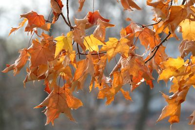 Ready to Fall