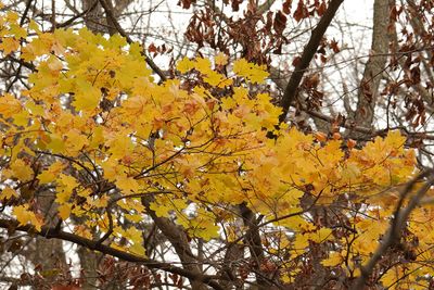 Canopy Color
