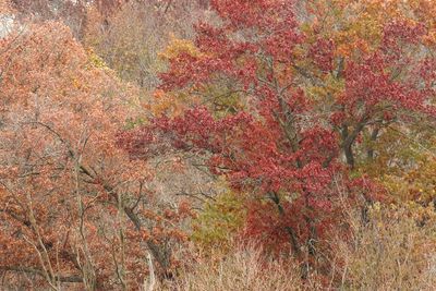 Fall on the River