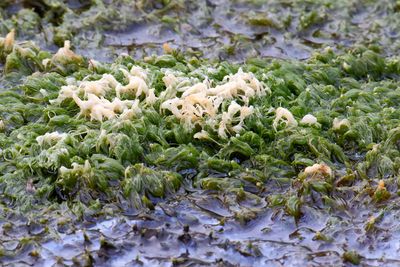 Wet Goop