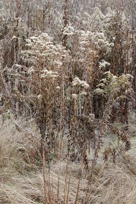 Tan Prairie