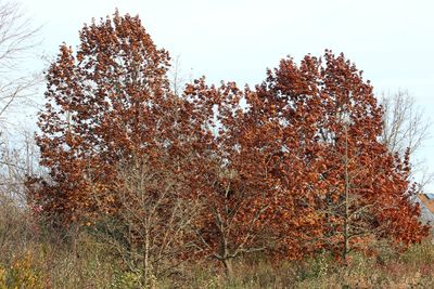 November Oaks
