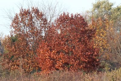 Autumn Pose