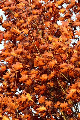 Oak Orange