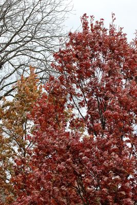 Holding on to Fall