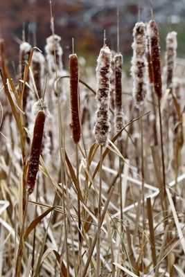 Fall Seeds