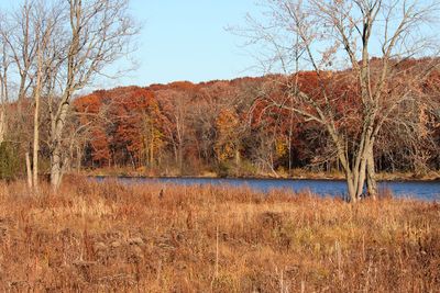 Fall at the Fen