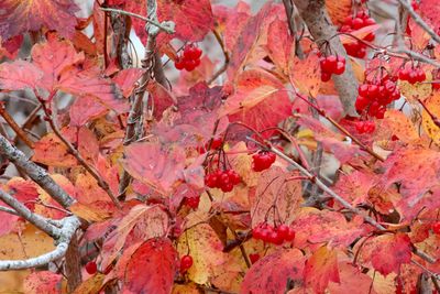 Leaves and Berries