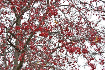Fall Fruit