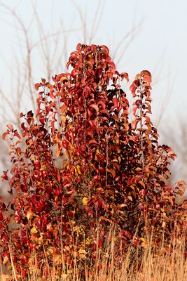 November Color