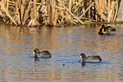 Coots in the Creek