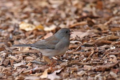 Feeding on Seeds