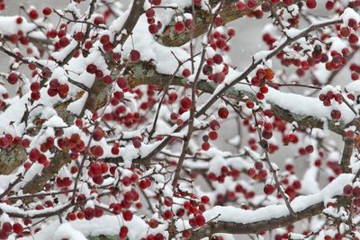Snow Apples