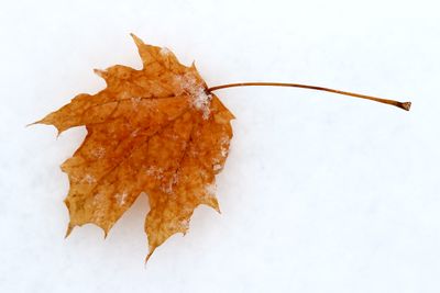 Lone Leaf