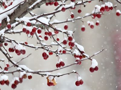 Fall Fruit