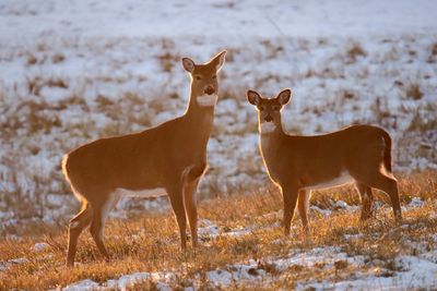 Deer Near Sunset