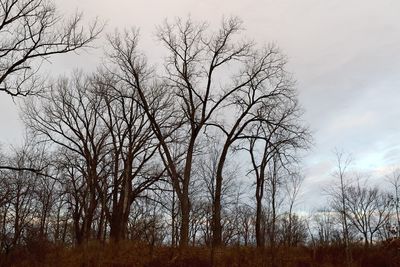 Fallen Leaves 