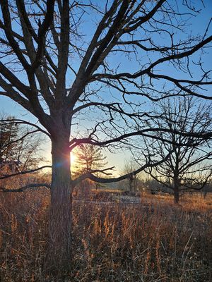 Bare Limbs