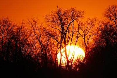 Bare Branches