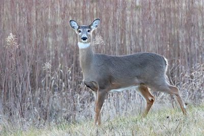 Deer Near Dusk