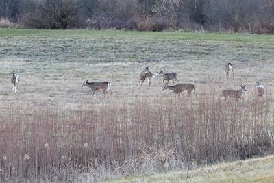 Foraging in a Field