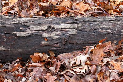 Logs and Leaves