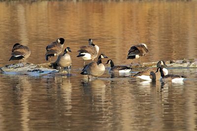 Goose Gathering