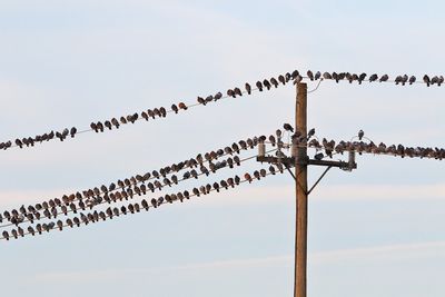 Pigeon Party