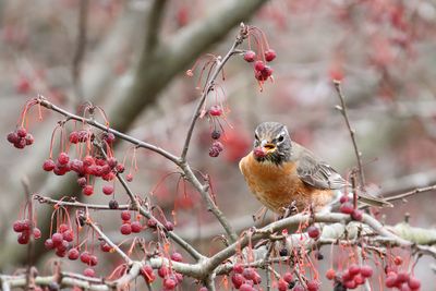 Merry Berries