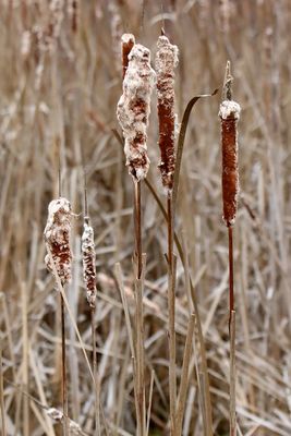 December Seeds