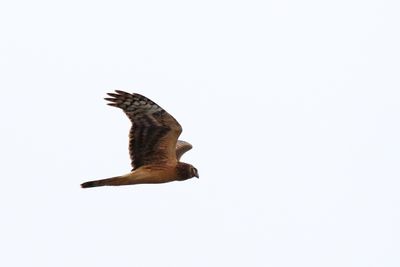 Harrier on the Hunt