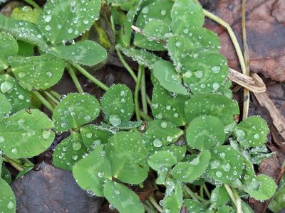 Wet Leaves