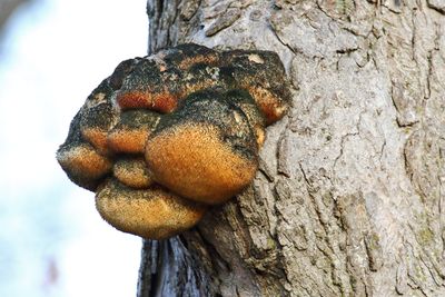 Fuzzy Fungus
