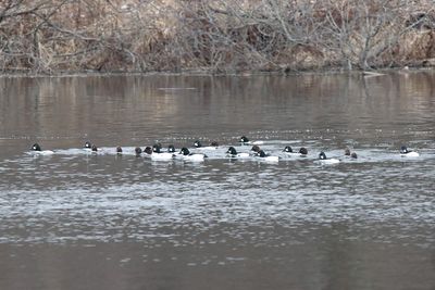 Winter Ducks