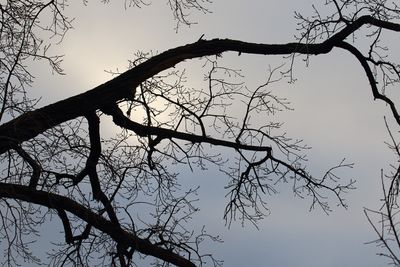 Winter Branches