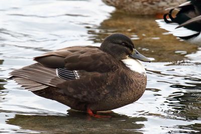 Mixed Mallard