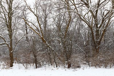 Winter in the Trees