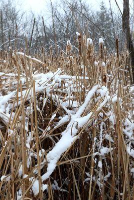 Cold Cattails