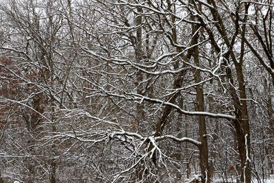 Snow Forest