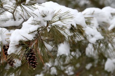 Snow in the Pines