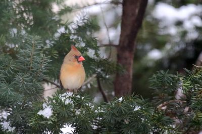 Cardinal on Ice