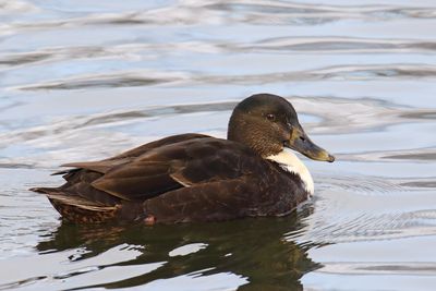 Hybrid Duck